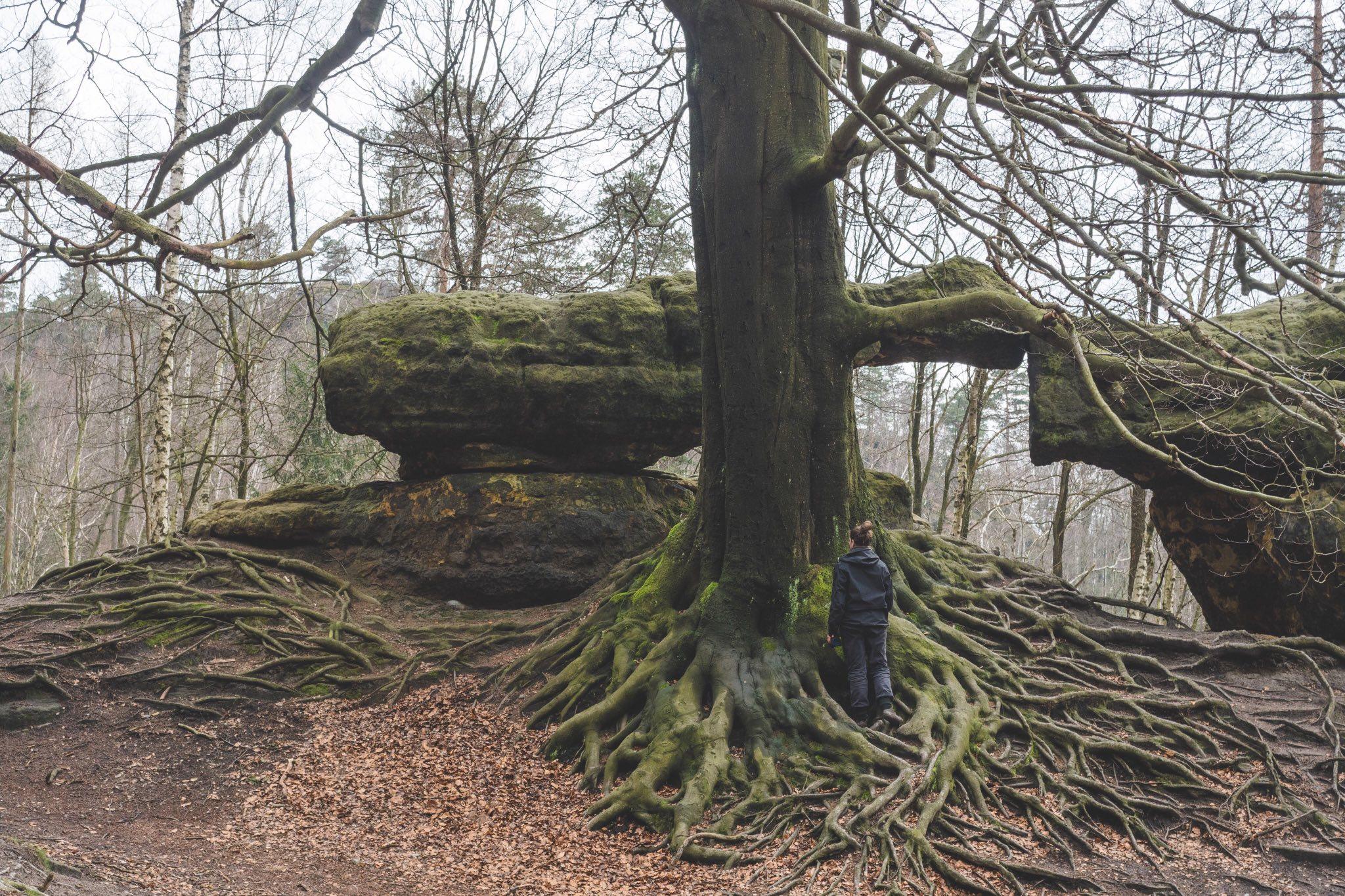 Der Baum